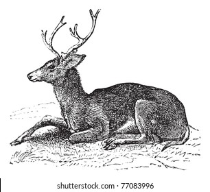 Mule deer or Odocoileus hemionus vintage engraving. Old engraved illustration of mule deer. Trousset encyclopedia.