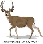 Mule Deer Standing Side View