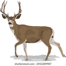 Mule Deer Standing Side View