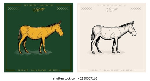 Mule, donkey, horse illustration design