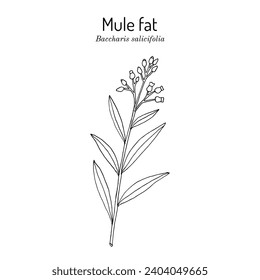 Mule fat or seepwillow (Baccharis salicifolia), medicinal plant. Hand drawn botanical vector illustration