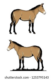Mule Fullbody Illustration editable