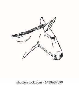 Mule Head Coloring Pages