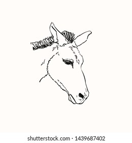Mule head, Vector sketch, Hand drawn linear illustration