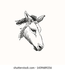 Mule head, Vector sketch, Hand drawn illustration