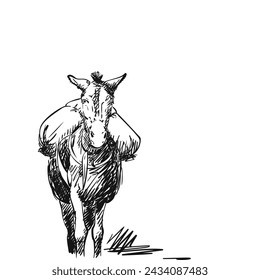 Mule with heavy load on his back, Vector sketch, This type of cargo transport widely used in Himalayas, Hand drawn illustration, A heavily laden animal front view