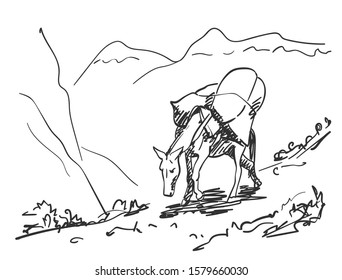 Mule walking in mountains with load on his back, This type of cargo transport widely used in himalayas, Vector sketch, Hand drawn illustration