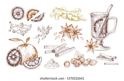 Mulled wine spices hand drawn realistic vector illustrations set. Flavoring seeds and herbs isolated elements. Winter hot drink ingredients. Ginger root, oranges, star anise, clove, cardamom, nutmeg.