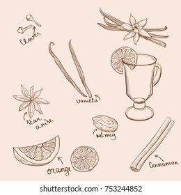 Mulled Wine and spices, orange, apple, cinnamon, carnation, anise, vanilla, clove, ginger. Hand drawn vector Illustration. Set in sketch style. Classical winter drink.