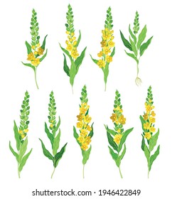 Mullein con Rosette denso de hojas y conjunto vectorial de flores de altura