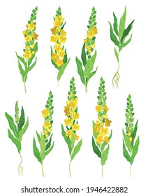 Mullein with Dense Rosette of Leaves and Tall Flowering Stem Vector Set