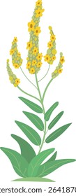Mullein flowers isolated on white background. Plant cartoon vector illustration.