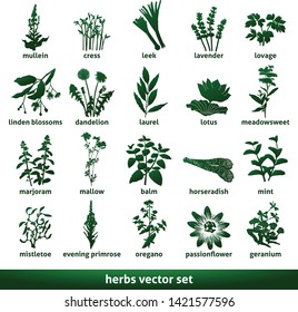 Leaf Types Infographics Set Leaf Collection Stock Illustration 641633782