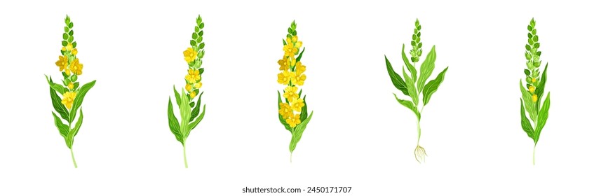 Mullein Medical Herb and Flowering Meadow Plant Vector Set