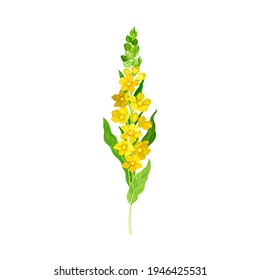 Mullein Plant with Yellow Blooming Florets and Dense Rosette of Leaves Vector Illustration