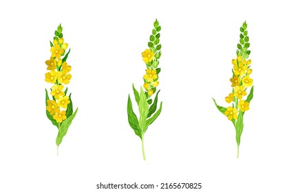 Mullein, verbascum thapsus, pradera de conjunto de plantas medicinales ilustración vectorial