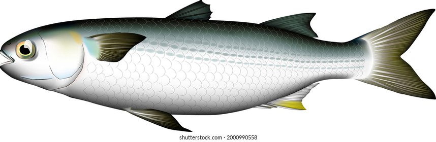 'mullet fish' (Flathead mullet) illustration.real art.vector EPS format