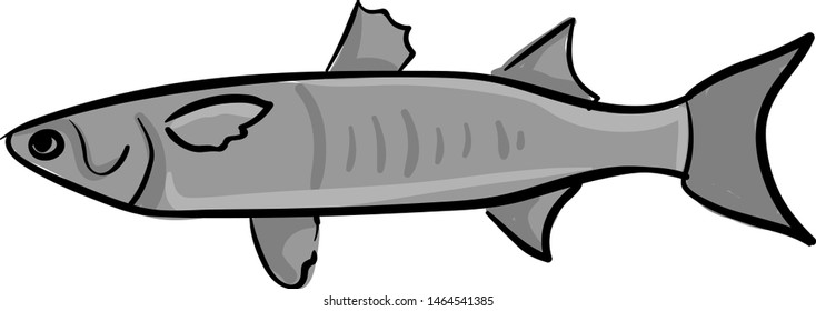 Mullet fish, illustration, vector on white background.