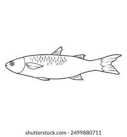 mullet fish line vector illustration,isolated on white background,top view