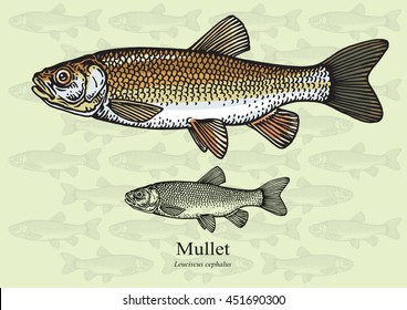 Mullet fish. Vector illustration with refined details and optimized stroke that allows the image to be used in small sizes (in packaging design, decoration, educational graphics, etc.)