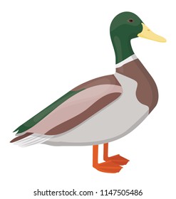 
Multi colored bird with red feet symbolizing mallard 
