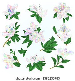 Multi colored  flowers rhododendrons and leaves  mountain shrub on a blue background  vintage vector illustration editable hand draw