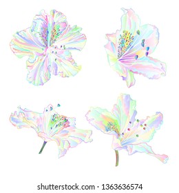 Multi colored  flowers rhododendrons  mountain shrub on a white background set two  vintage vector illustration editable hand draw