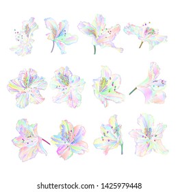 Multi colored  flowers rhododendrons set  mountain shrub on a white background  vintage vector illustration editable hand draw