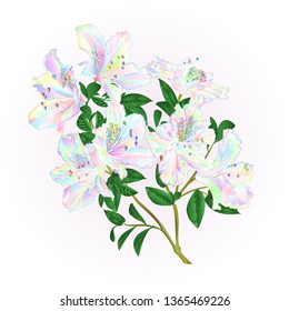 Multi colored rhododendron twig with flowers and leaves mountain shrub vintage  vector illustration editable hand drawn