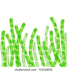 Multicellular organism algae. Stock vector illustration of green underwater species. Spirogyra