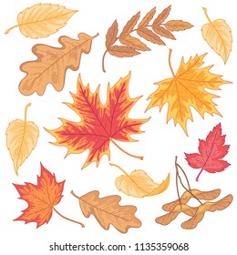 Multicolor autumn leaves of maple, oak and birch for your design and decoration. Set of illustrations isolated on white background
