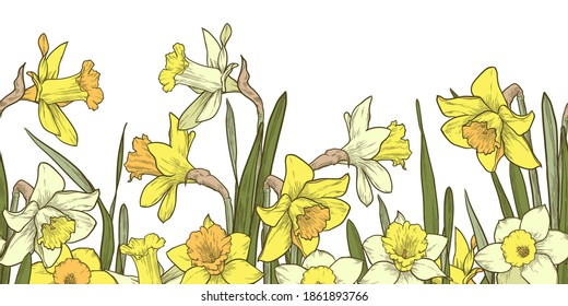 Multicolor floral seamless border on white background. Hand drawn daffodils vector illustration.