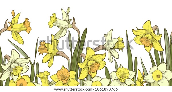Multicolor floral seamless border on\
white background. Hand drawn daffodils vector\
illustration.