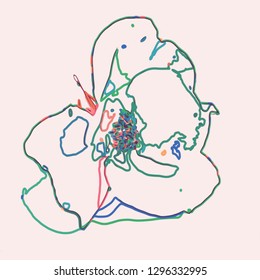 multicolor isolated crocus blossom color line sketch, vector illustration