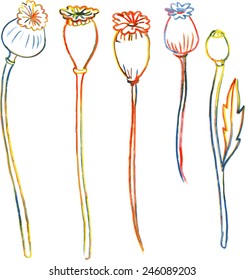 Multicolor line drawing poppy stalks, hand drawn vector illustration