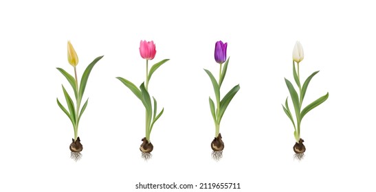 Multicolor tulips with bulbs realistic 3d vector illustration set. Yellow, white, pink, purple tulips with leaves isolated on white. Women day 8 march spring symbol. Bouquet fresh shiny tulips 