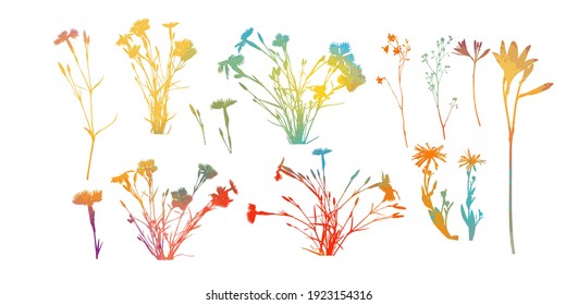 multicolored Alpine willowherb flowers isolated on white. mountain carnation multicolored objects. Vector illustration