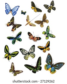 multicolored butterflies on a white background