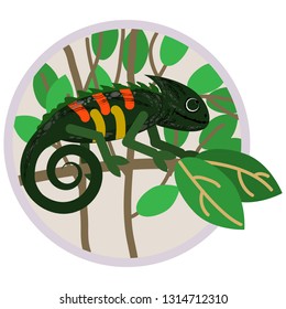 A multi-colored chameleon is sitting on a tree branch, drawing, vector illustration
