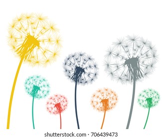 Multi-colored dandelions on a white background