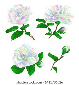 Multicolored  flower Camellia Japonica  with buds set on a white background vintage vector illustration editable  hand draw 