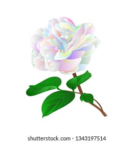 Multicolored  flower Camellia Japonica on a white background vintage vector illustration editable  hand draw