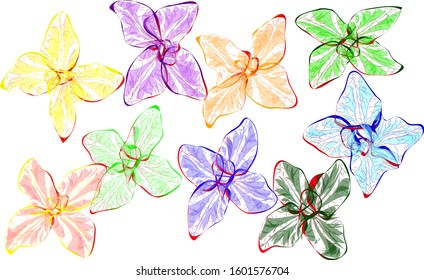 multi-colored flowers green, orange, pink, yellow, blue, purple blue
