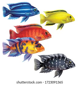  Multi-colored group of cichlids fish on a white background (Cichlidae)