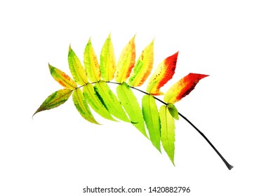 Multicolored leaf of sumac isolated on white vector illustration