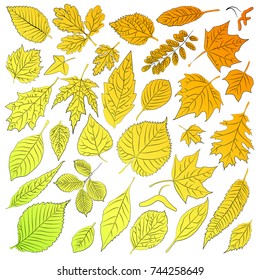 Multicolored leaves from autumn trees are time. Vector illustration