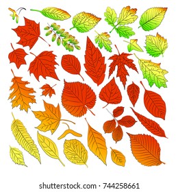 Multicolored leaves from autumn trees are time. Vector illustration