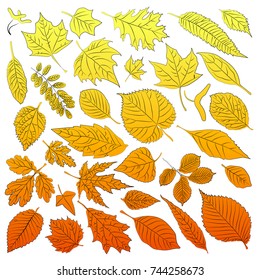 Multicolored leaves from autumn trees are time. Vector illustration