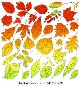 Multicolored leaves from autumn trees are time. Vector illustration