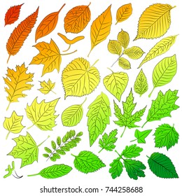 Multicolored leaves from autumn trees are time. Vector illustration